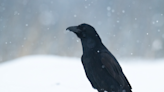 Wildlife Photographer Shares Breathtaking Photos of a Raven During a Snowstorm