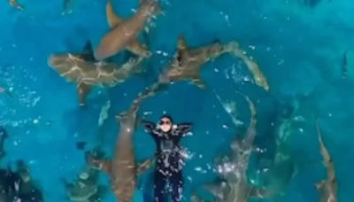 Watch: Woman Conquers Her Fear Of Sharks By Swimming With Them - News18