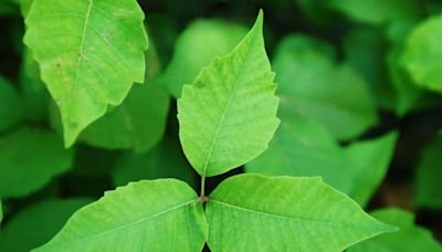 3 Homemade Solutions for Killing Poison Ivy Naturally