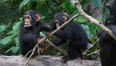 ‘Amazing’ similarities between chimpanzee and human conversations – study