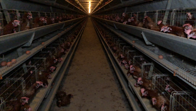 Animal protection NGO claims Malaysian egg farms linked to Zenxin found in unsanitary conditions (VIDEO)