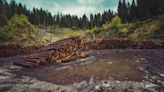 Plantar árboles en lugares equivocados podría estar contribuyendo al calentamiento global, según un estudio