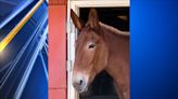 Beloved Sedgwick County Zoo mule dies