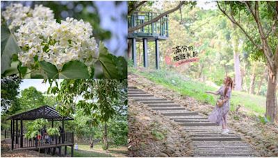 漫步白雪中！雲林免門票「賞桐景點」悄悄綻放 花期還有市集逛