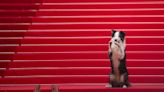 Messi the dog comes to Cannes for an encore