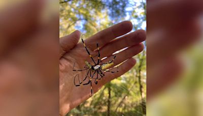 Giant, flying Joro spiders spotted near NJ: What to do if you see one, map