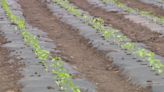 Spring weather in Wisconsin; farmer says rain helping crops