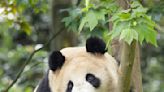 Conoce a Yun Chuan y Xin Zao, los dos pandas gigantes de China que llegan al Zoológico de San Diego