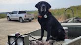 Kreed the Conservation Dog Is a Poacher's Worst Nightmare