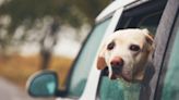 What can you legally do in KY if you find a dog locked in a hot car? Here’s what the law says.