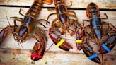 Wholey’s 5th annual Lobster Grab contest approaching, here’s how you can win