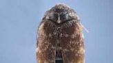 Destructive Khapra beetle detected at Detroit Metro Airport during x-ray screening