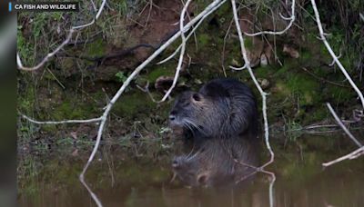 Invasive swamp rat poses big threat to wildlife in California's Central Valley