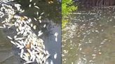 Alarma por muerte masiva de peces en Laguna del Ostión, ¿qué ocasionó la tragedia?