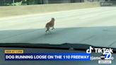 Watch: Drivers catch dog running loose on downtown Los Angeles freeway