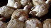 Gripe aviar: Cómo se contagia y quiénes pueden infectarse