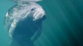 How boaters in Tampa Bay can steer clear of manatees this summer