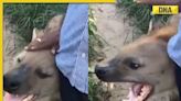 Viral video: Man dares to pet massive spotted hyena, watch what happens next