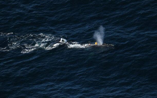 Entangled North Atlantic right whale prompts fishing closure in Gulf of St. Lawrence