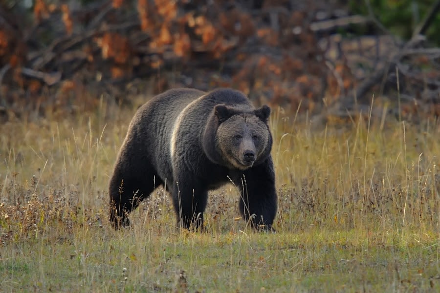 Archery hunter survives grizzly bear attack in Island Park, Idaho