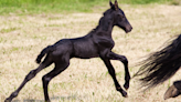 Horse Gives Birth to Newborn Foal and the Love Is Totally Immediate
