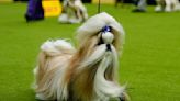 Westminster Dog Show