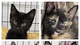 Meet these adorable Pets of the Week: Smokey, Becca, Liz, & Azrael - WHIZ - Fox 5 / Marquee Broadcasting