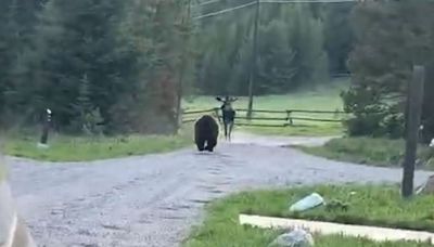 Moose Narrowly Avoids Grizzly Bear Attack in Thrilling Viral Video from Montana Campground