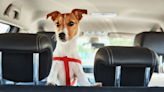 Esta es la forma más segura de llevar mascotas en el coche