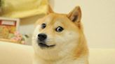 Kabosu: Shiba inu who inspired ‘doge’ internet meme and cryptocurrency dies aged 18