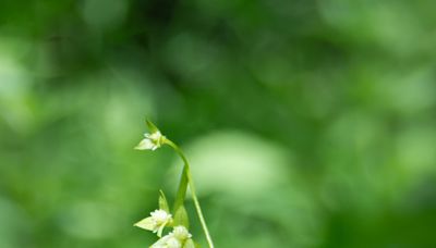 'It's a remarkable discovery': Botanists find plant not seen in Vermont since 1916