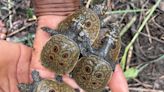 First ever video captures the adorable birth of critically endangered Burmese peacock softshell turtle hatchlings