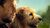 Of Course, I Had To Ask Arthur The King’s Ali Suliman, 'Who Is A Better Co-Star: The Dog Or Mark Wahlberg?’