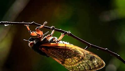 Protest at UC Berkeley law school dinner and trillions of cicadas set to emerge: Morning Rundown