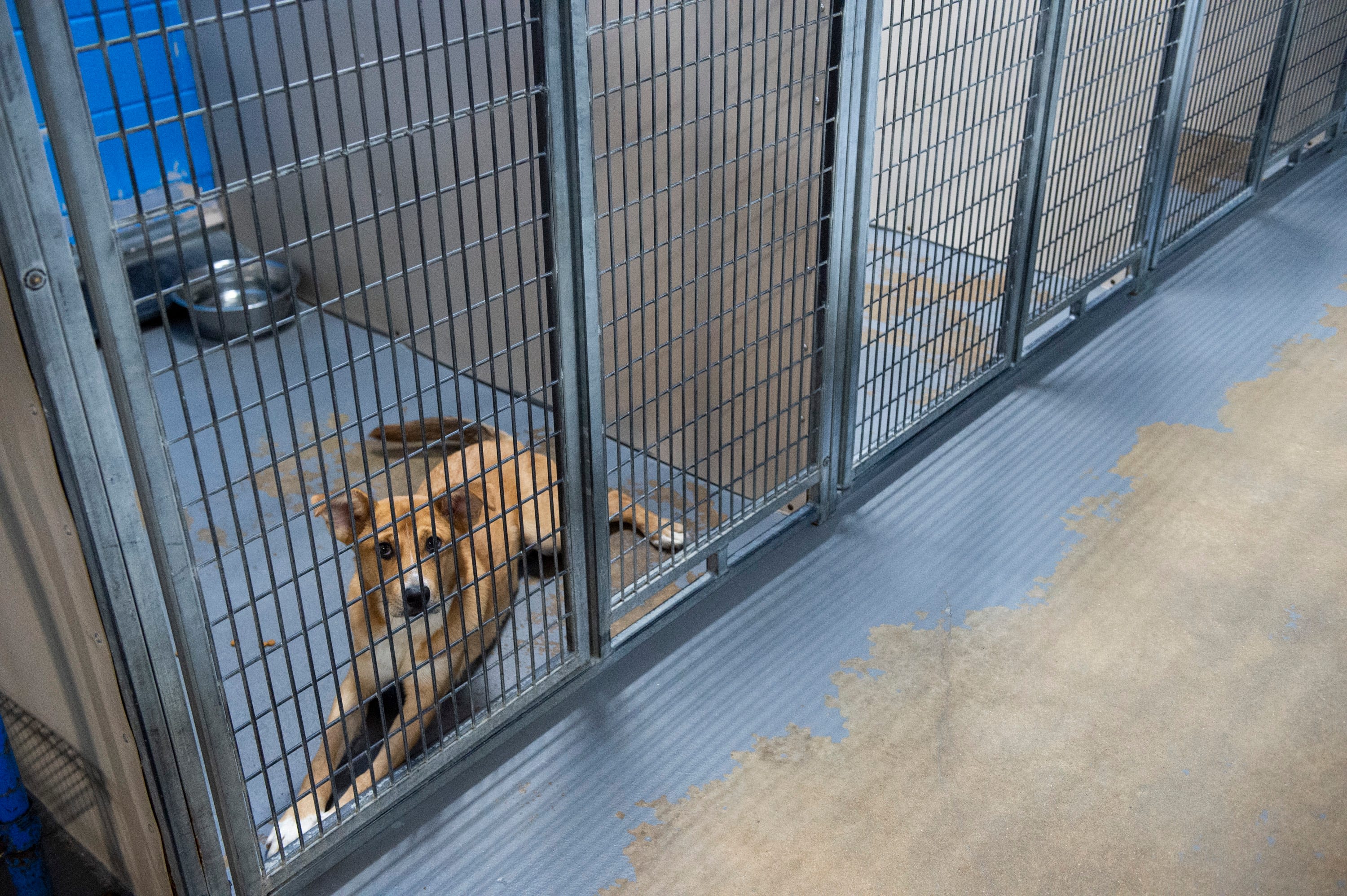 Two area animal shelters stop adoptions amid dog flu outbreak