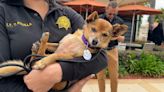 San Diego County's animal welfare groups put out urgent call for assistance