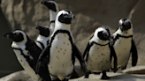 African penguins may tell each other apart by the spots in their plumage