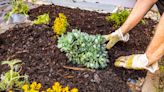 How Much Does a Yard of Mulch Cost? What to Know Before Your Next Landscaping Project