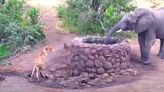 Elephant vs. Lion At A Well In South Africa Is Comedy Gold