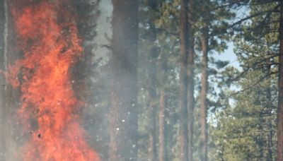 Calforests applauds funding for wildfire prevention, preparedness in Governor Newsom’s May Revision