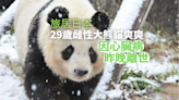 旅居日本的雌性大熊貓爽爽因心臟病昨晚離世
