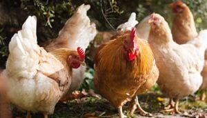 Salmonella outbreaks linked to backyard poultry