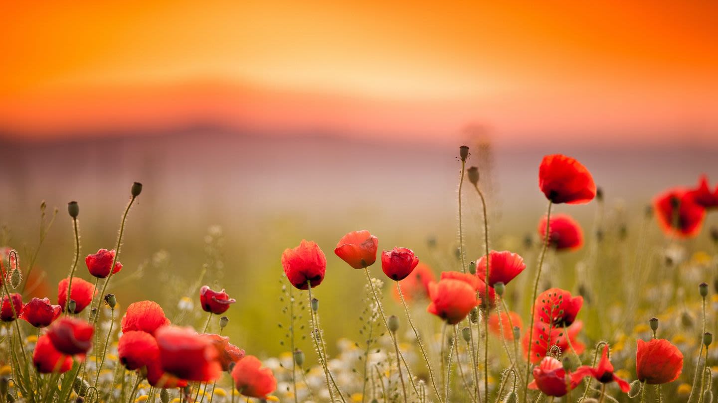 This Is Why the Red Poppy Is a Symbol of Memorial Day