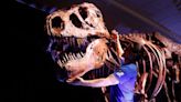 A Rex named Sue: Tyrannosaurus exhibit roars into Memphis (and it's a BIG one)