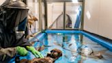 Baby sea otters are adorable. But they aren't wanted everywhere.