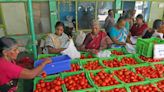 Tomato Prices Likely To Ease In Delhi As Supply Improves From Southern States: Officials