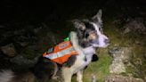 Rescue dog saves couple who got lost down Scafell Pike gully on New Year's Day