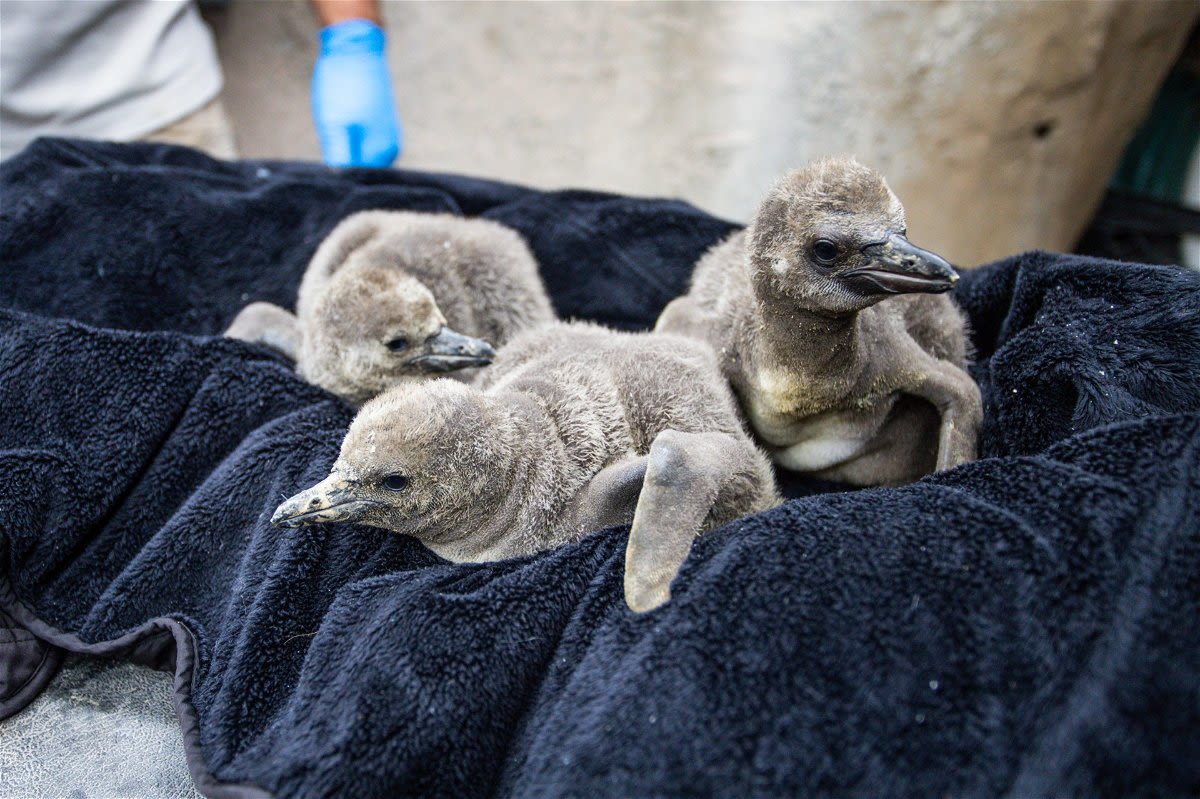 Santa Barbara Zoo welcomes three new Humboldt baby penguins