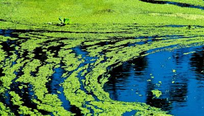6 Kansas lakes hit with blue-green algae watches, warnings