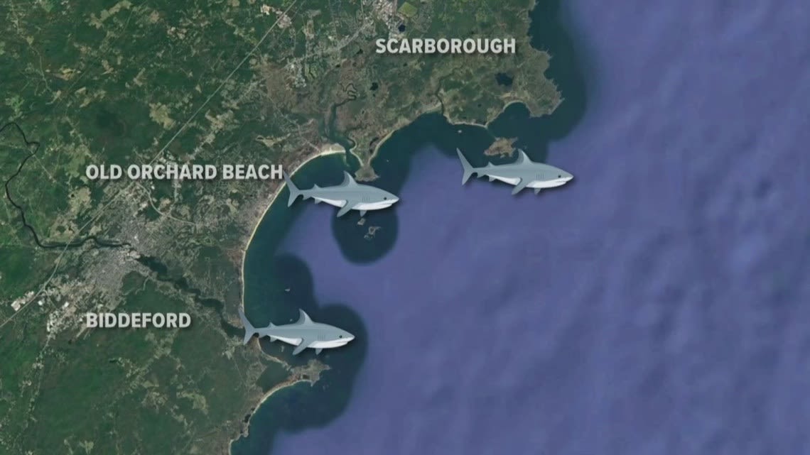 Are recent shark sightings in Maine something to be concerned about?